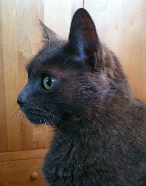 Bo_Watchin_Traffic-Cropped.jpg