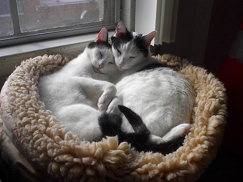yin-and-yang.jpg